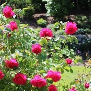 Meet your Posher, Deianna